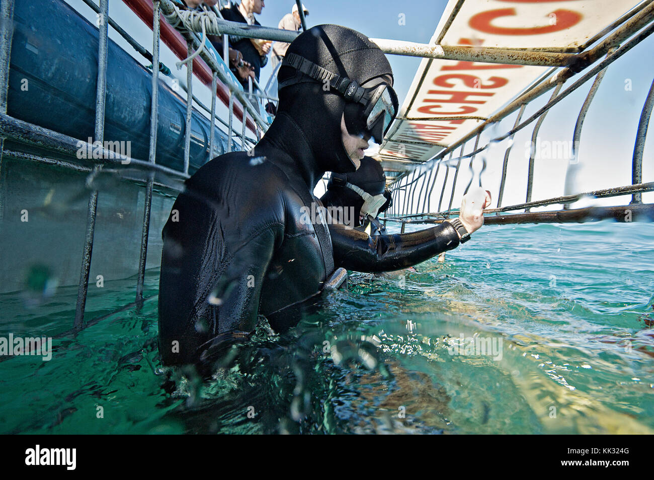 Ein Tourist in einem großen weißen Hai anzeigen Käfig nimmt eine Atem als er nach unten unter Wasser zu Ente einen Hai zu sehen, wie es von schwimmt. Stockfoto