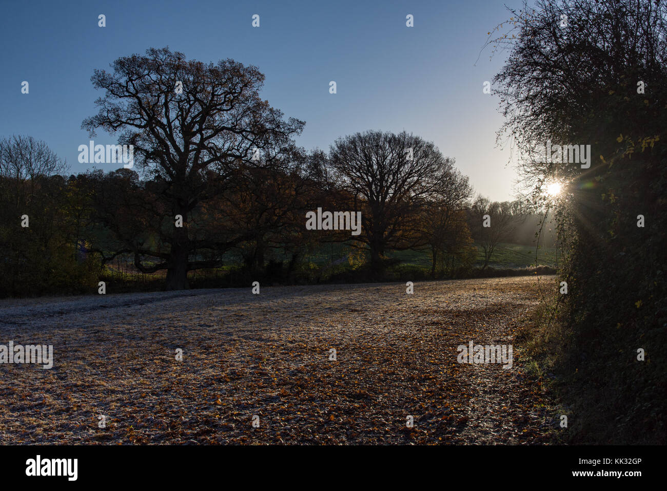 Winter Morgenspaziergang in den Cotswolds Stockfoto