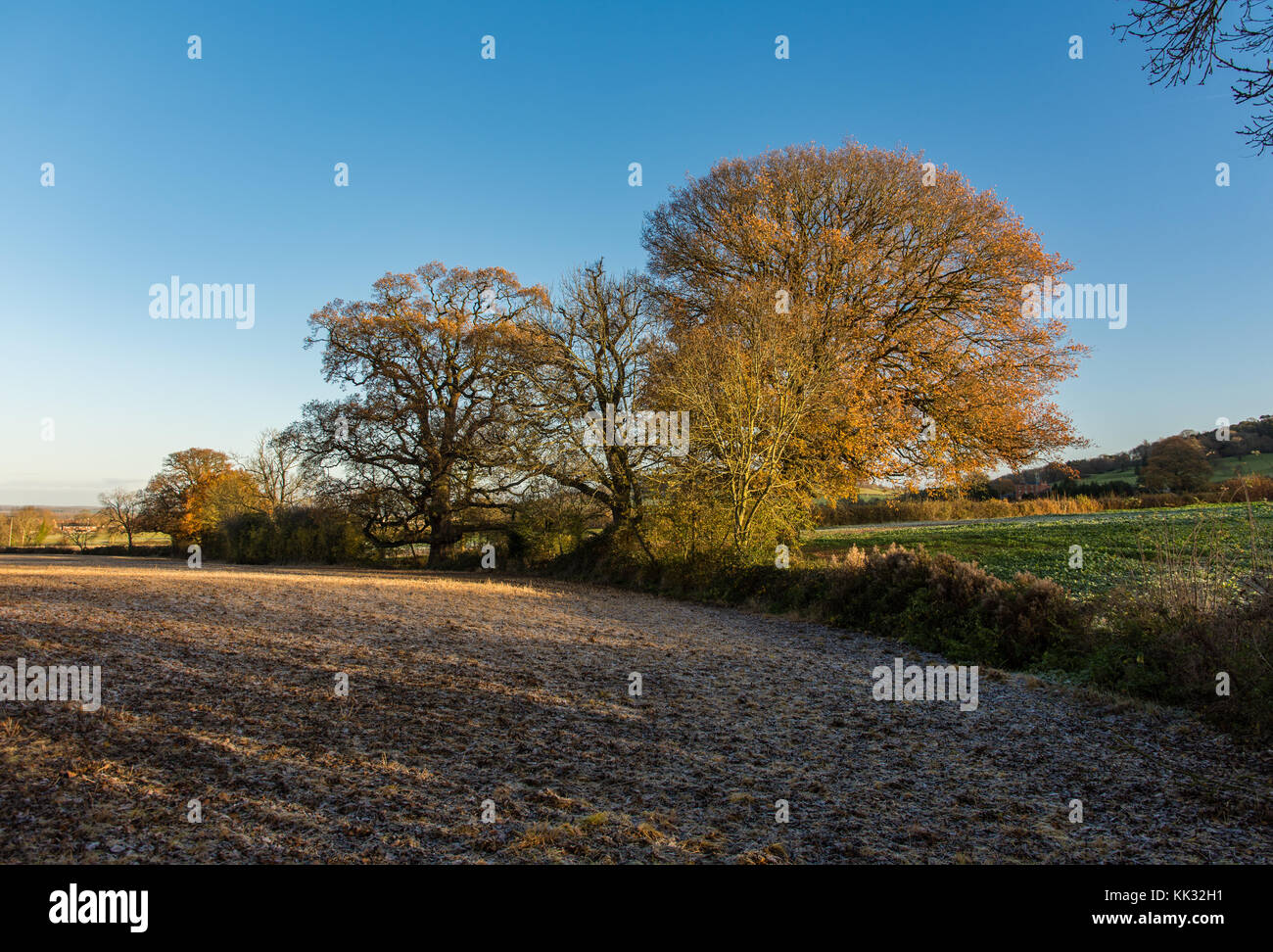 Winter Morgenspaziergang in den Cotswolds Stockfoto
