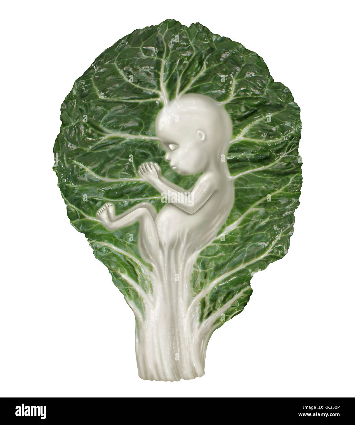 Ernährung in der Schwangerschaft und gesunde Ernährung für ein sich entwickelndes Baby als Grünkohl-Gemüseblatt geformt wie ein menschlicher Fötus als Ernährung für Ihr Baby. Stockfoto