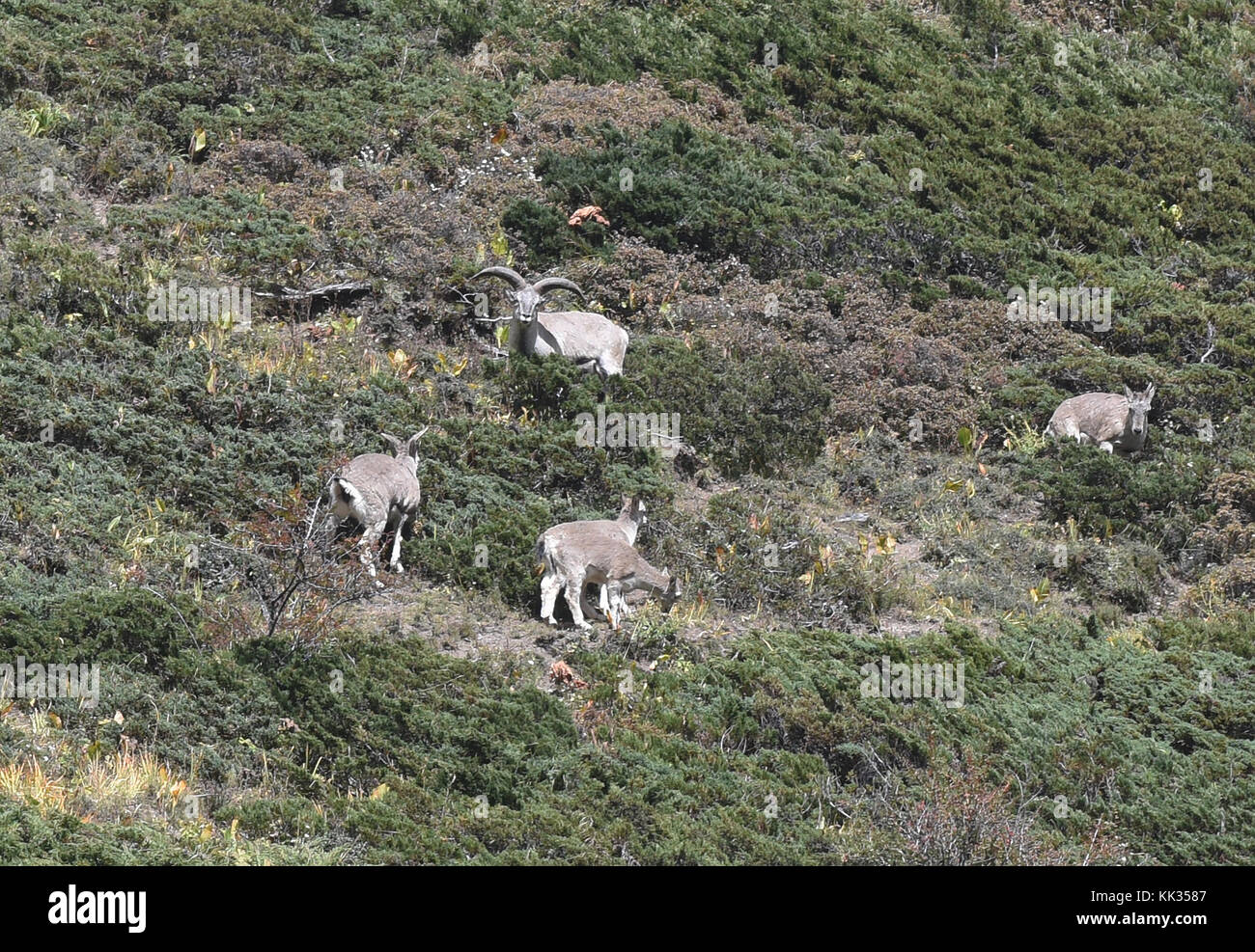 Bharal blaue Schafe in der tsum Valley in der Nähe von Tibet, Gorkha Bezirks, Nepal Stockfoto