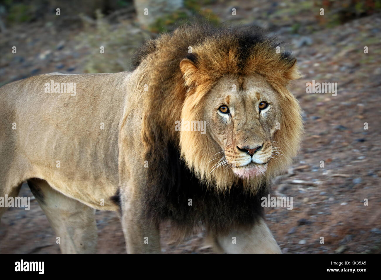 Nahaufnahme der männliche Löwe im Krüger National Park, Südafrika Stockfoto