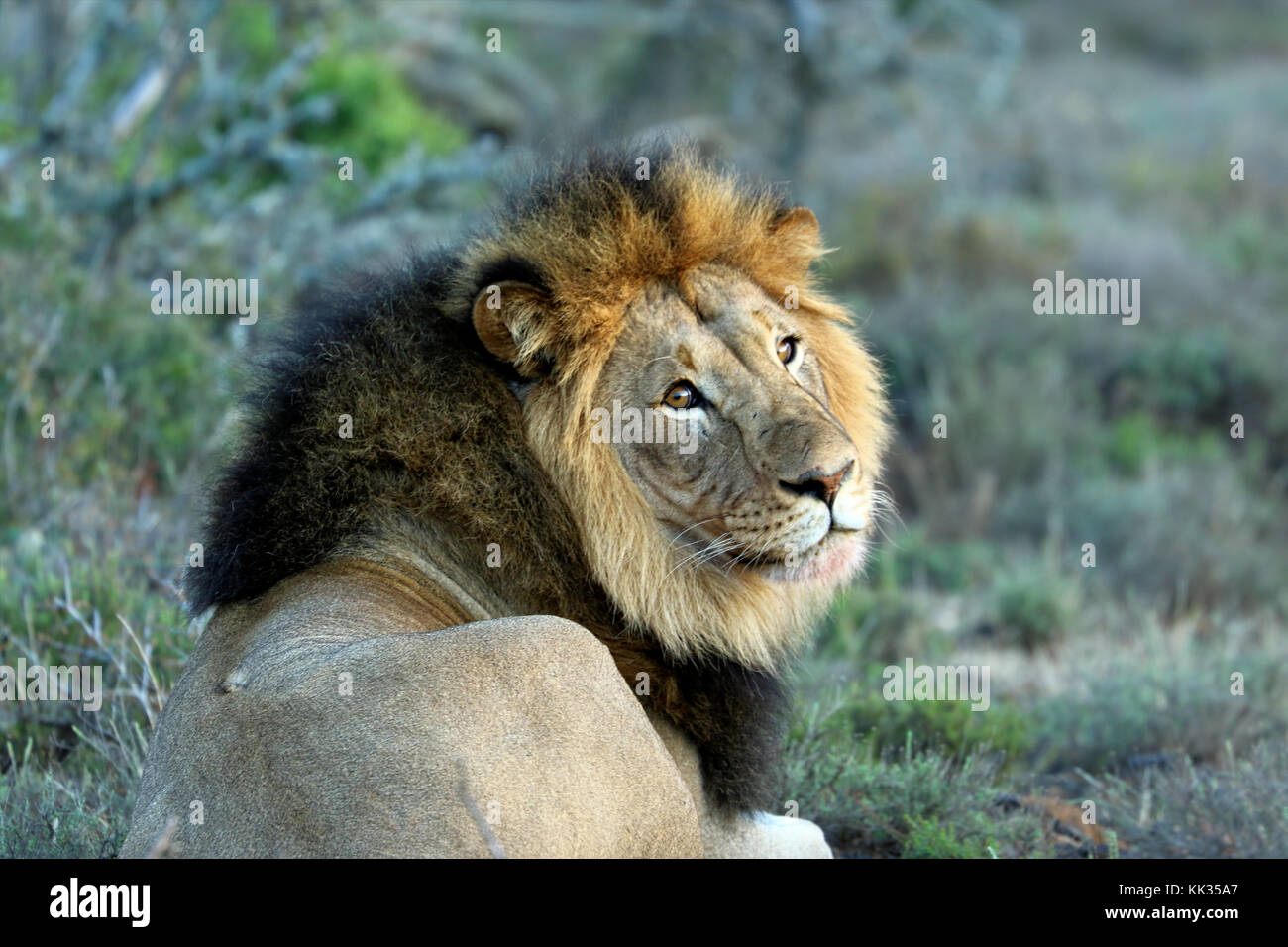 Nahaufnahme der männliche Löwe im Krüger National Park, Südafrika Stockfoto