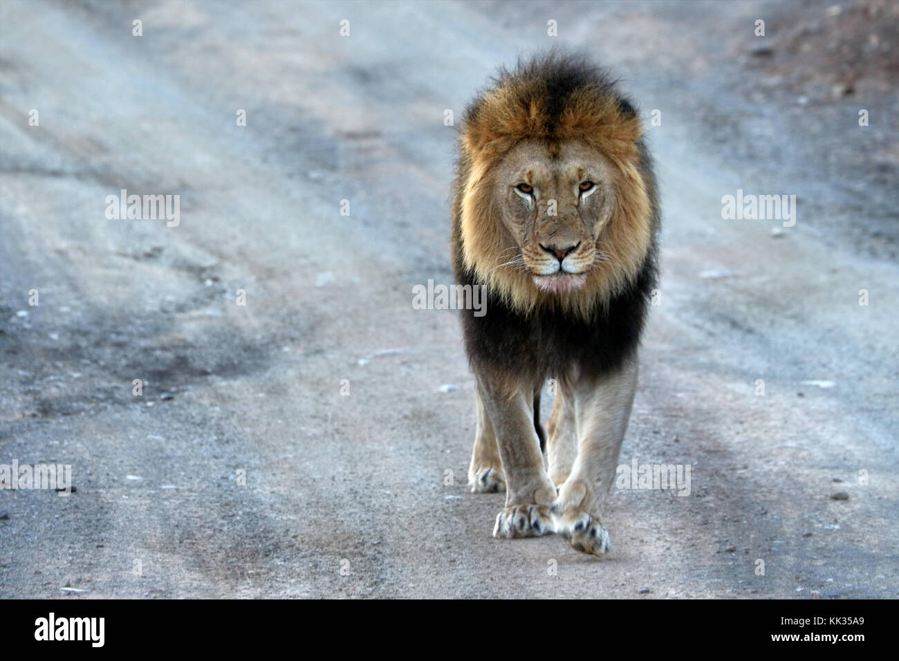 Nahaufnahme der männliche Löwe im Krüger National Park, Südafrika Stockfoto