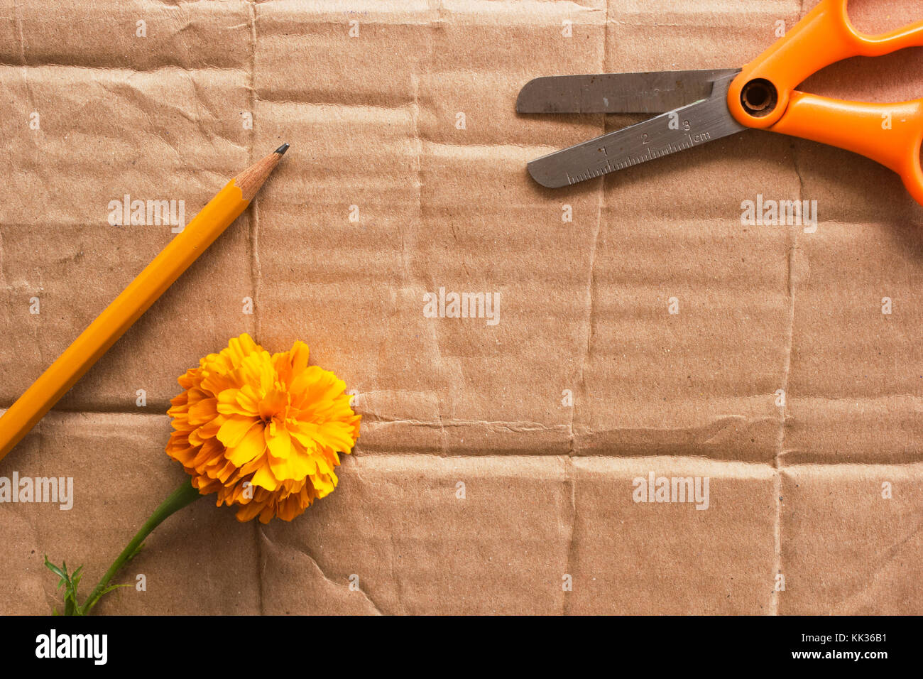 Blick von oben auf die orange Schere, Holz Bleistift und gelbe Blume auf Karton Stockfoto