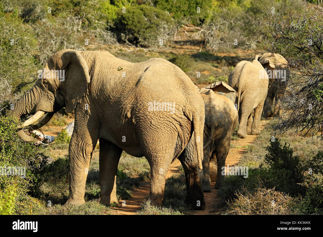 Elefanten im Addo Elefanten Nationalpark, Südafrika. Stockfoto