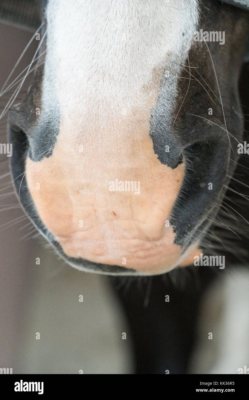 Die Nasenlöcher sind im Detail in einem Pferd Stockfoto