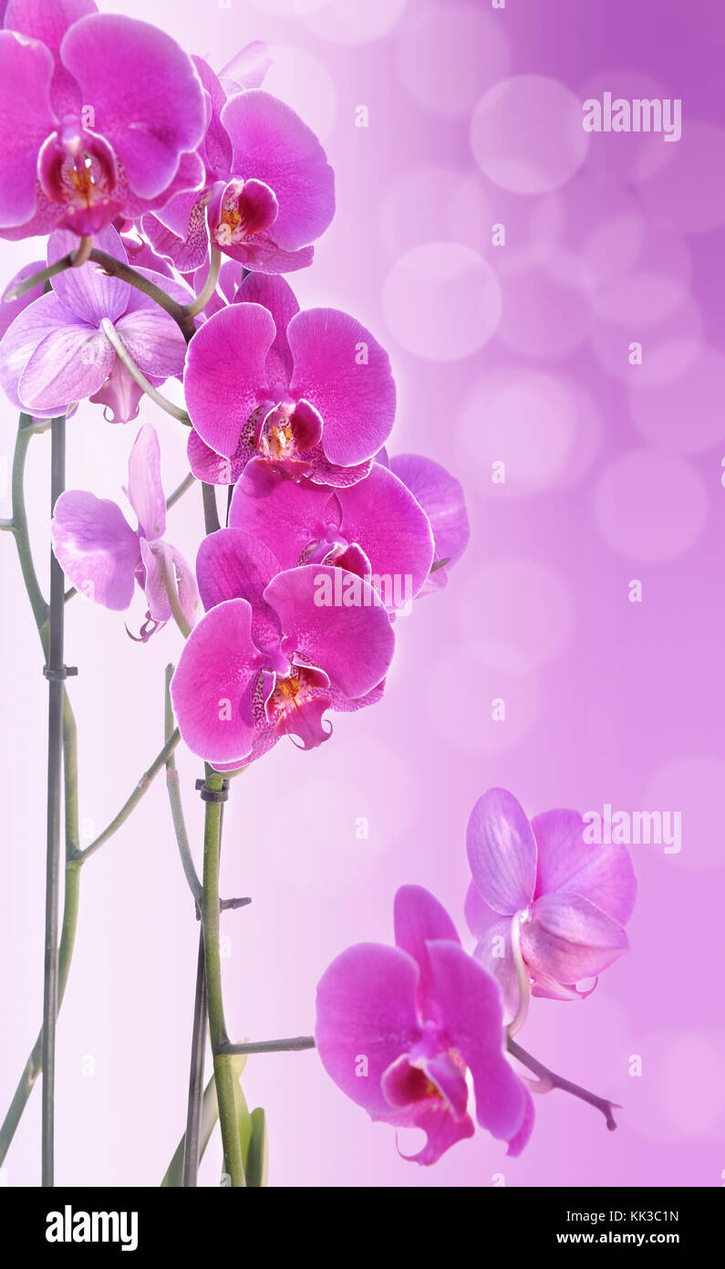 Schöne rosa Orchidee auf rosa Abstufung mit blur leuchtet Stockfoto