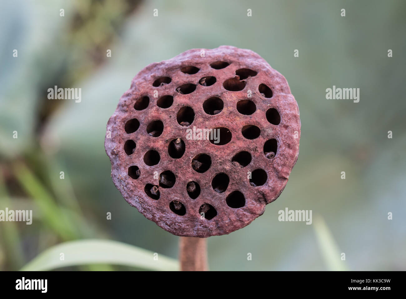 Bildkonzept und Idee der 'Trypophobia' Stockfoto