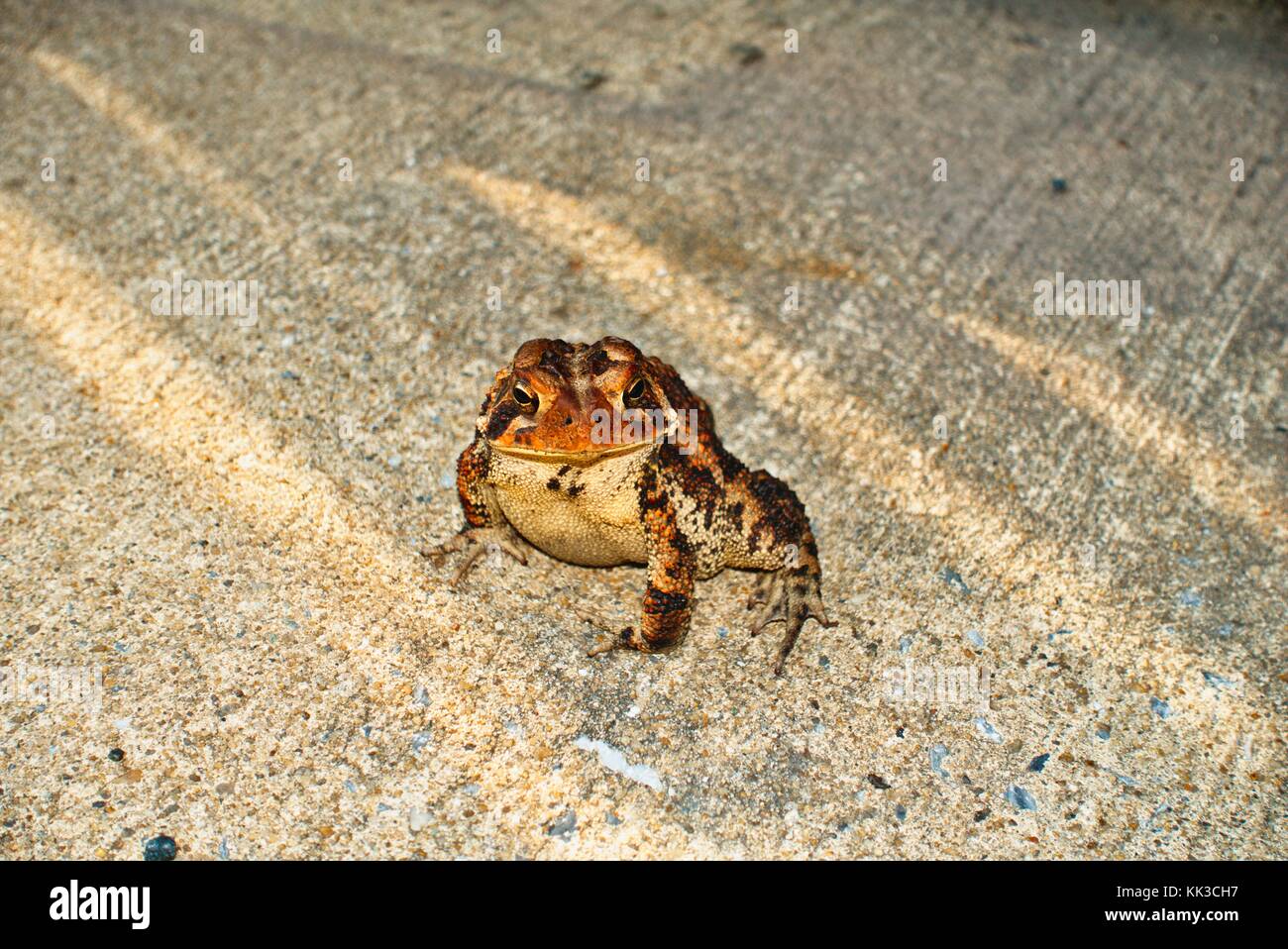 Diese Kröte lebte eine Weile unter meiner Veranda. Stockfoto