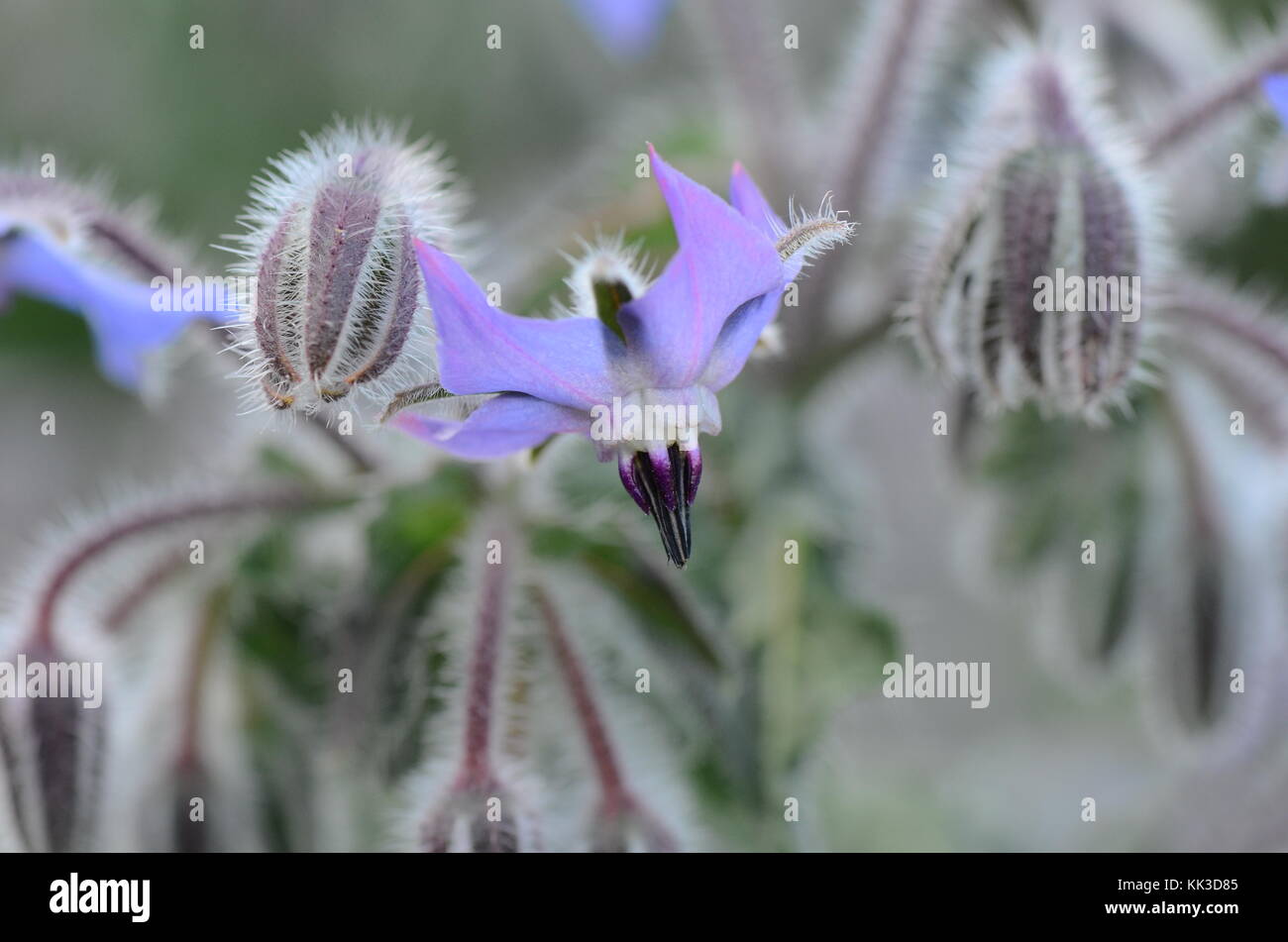 Starflower/Borretsch, Borretsch, Borago officinalis, Gurkenkraut - Heilpflanze - Gamma Linolsäure. Stockfoto