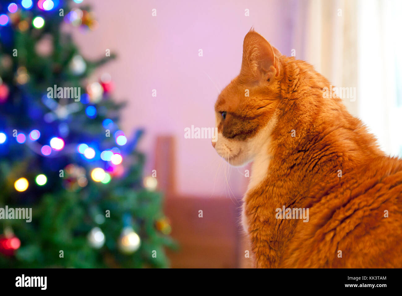 Ginger cat vor Weihnachtsbaum Stockfoto