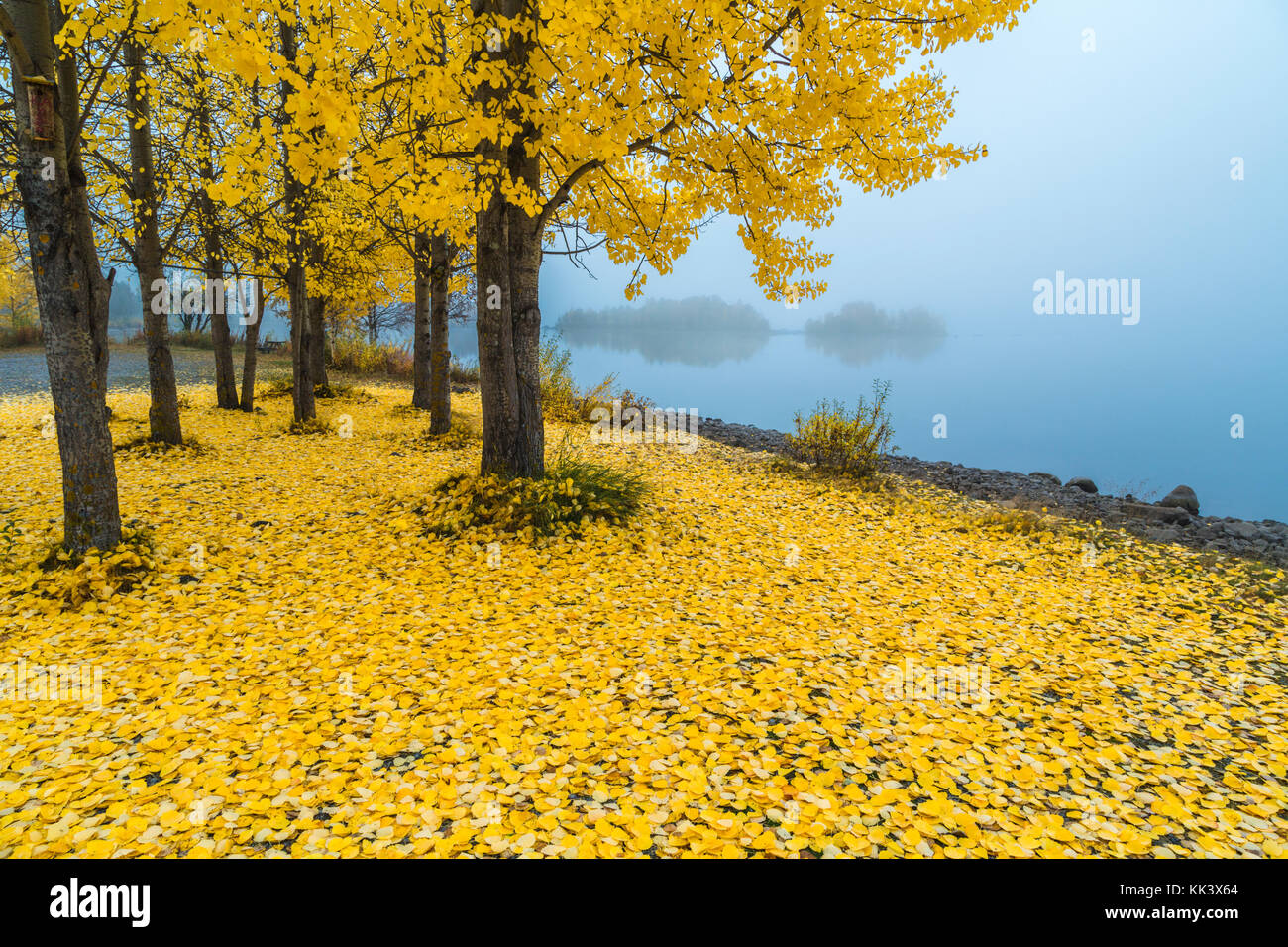 Aspenbaum mit gelben Blättern und vielen Blättern auf dem Boden, Nebel im Hintergrund und Bäume reflektieren im Lule Fluss, Jokkmokk County, Schwedisch Stockfoto