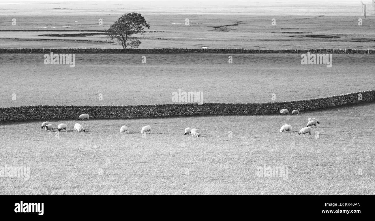 Weideland & Herde, Cumbria Stockfoto