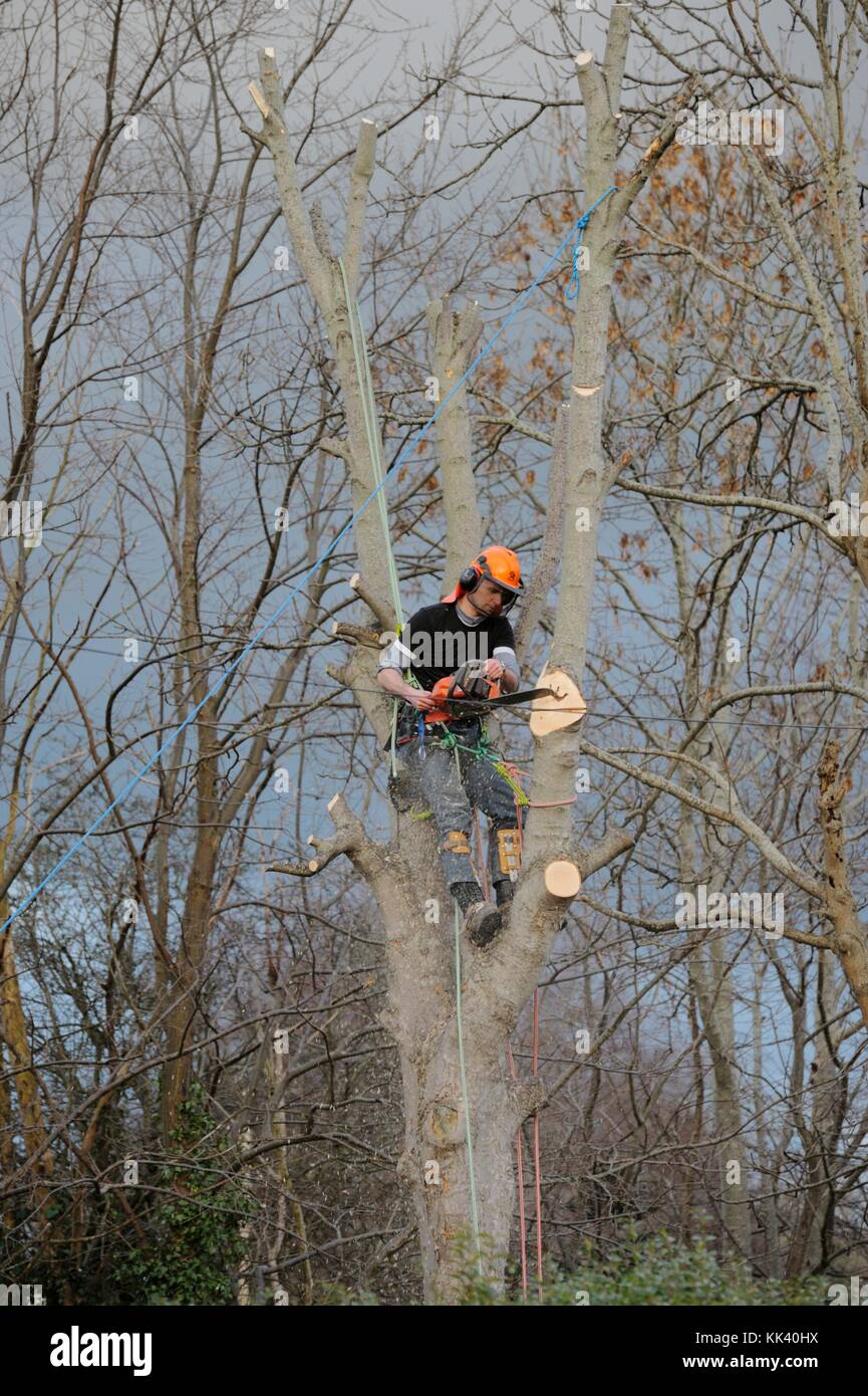 Mann in Schutzkleidung Schutzkleidung arbeiten, auf einen Baum und die Antenne Kettensäge arbeiten, Entasten, Beschneiden, schnitt den Baum, Wales, Großbritannien Stockfoto