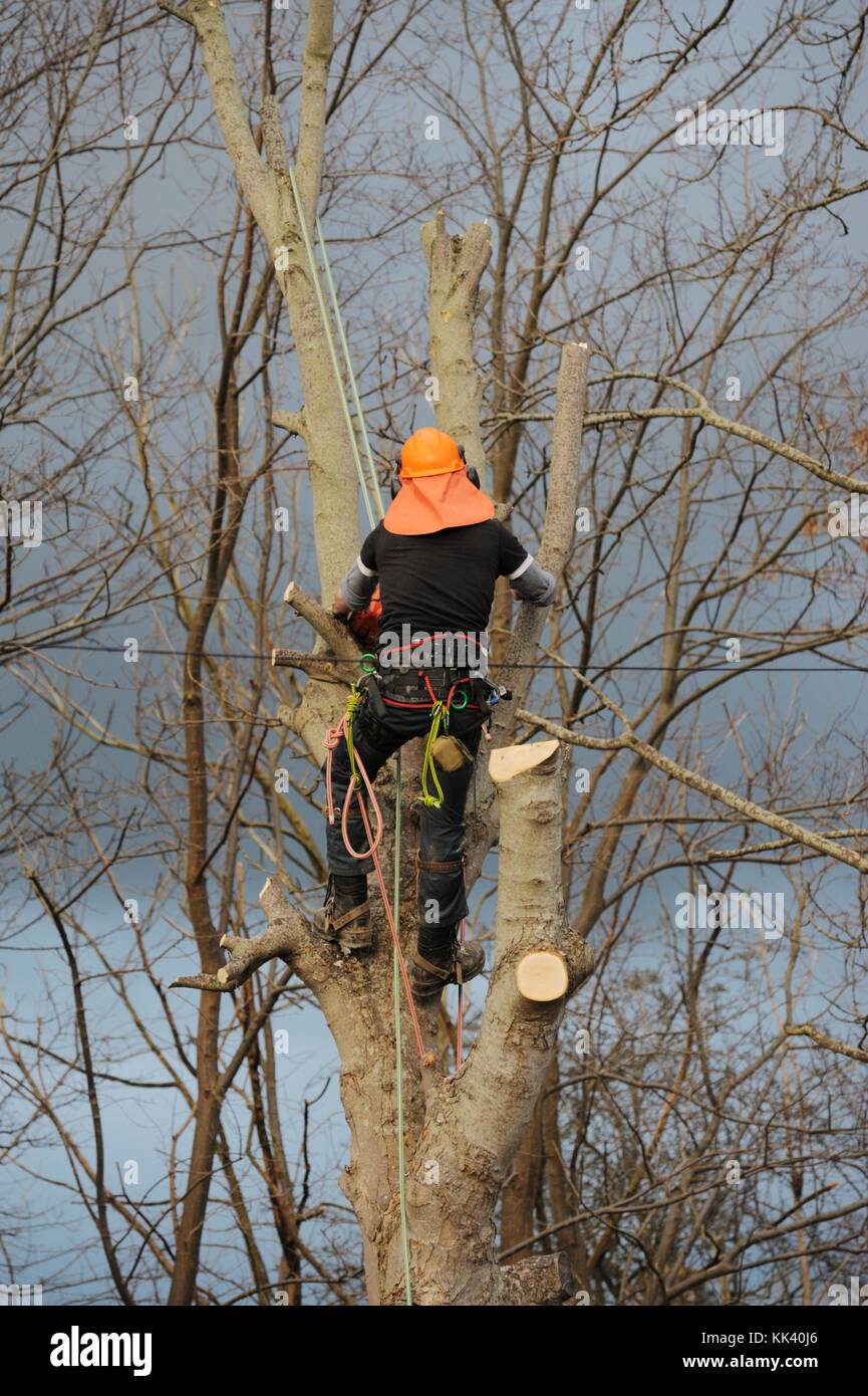 Mann in Schutzkleidung Schutzkleidung arbeiten, auf einen Baum und die Antenne Kettensäge arbeiten, Entasten, Beschneiden, schnitt den Baum, Wales, Großbritannien Stockfoto