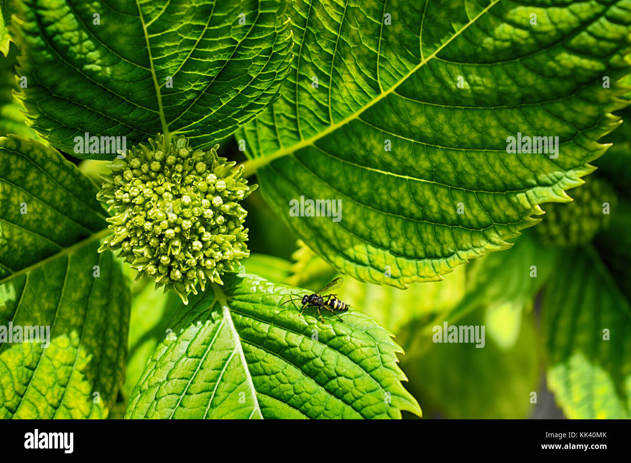 Wasp verloren in Grün Stockfoto