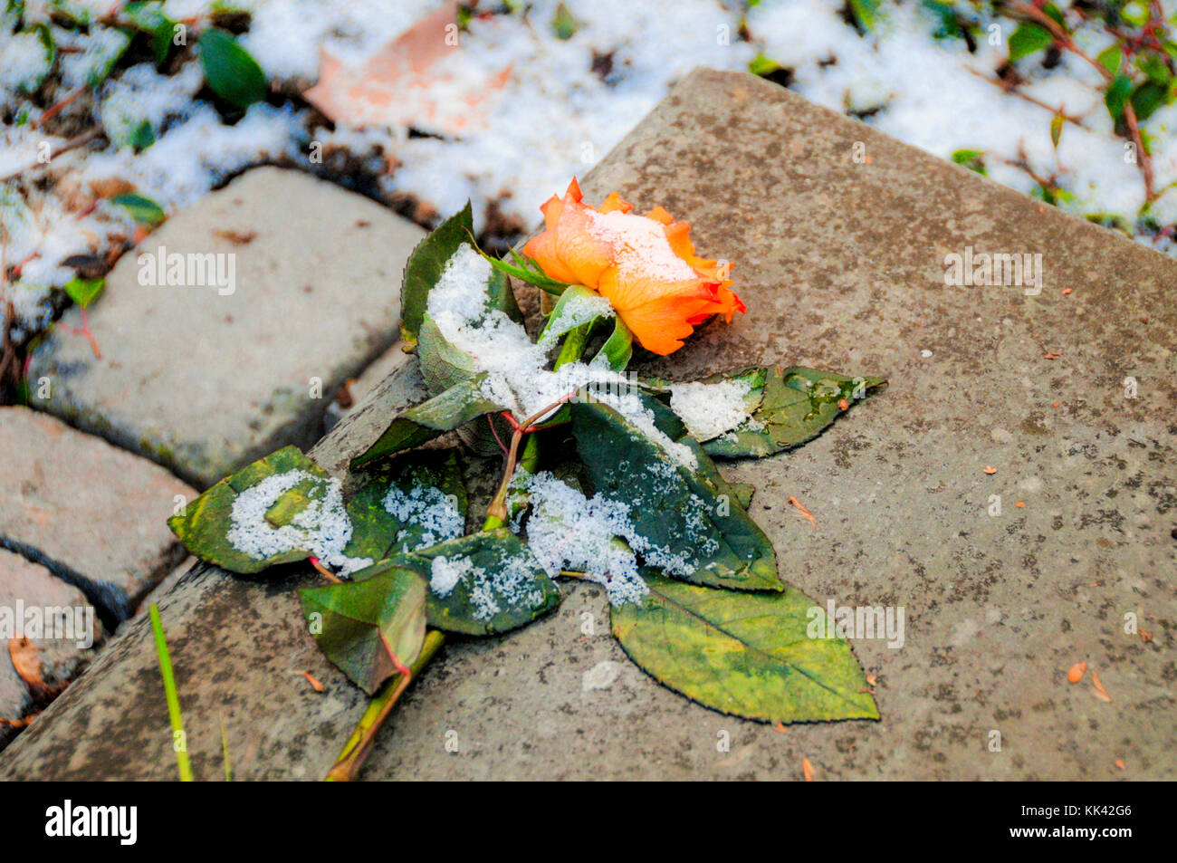 Orange Rose links an der Ecke ein Grab stein in einem Friedhof in Frankfurt am Main, Deutschland. Stockfoto