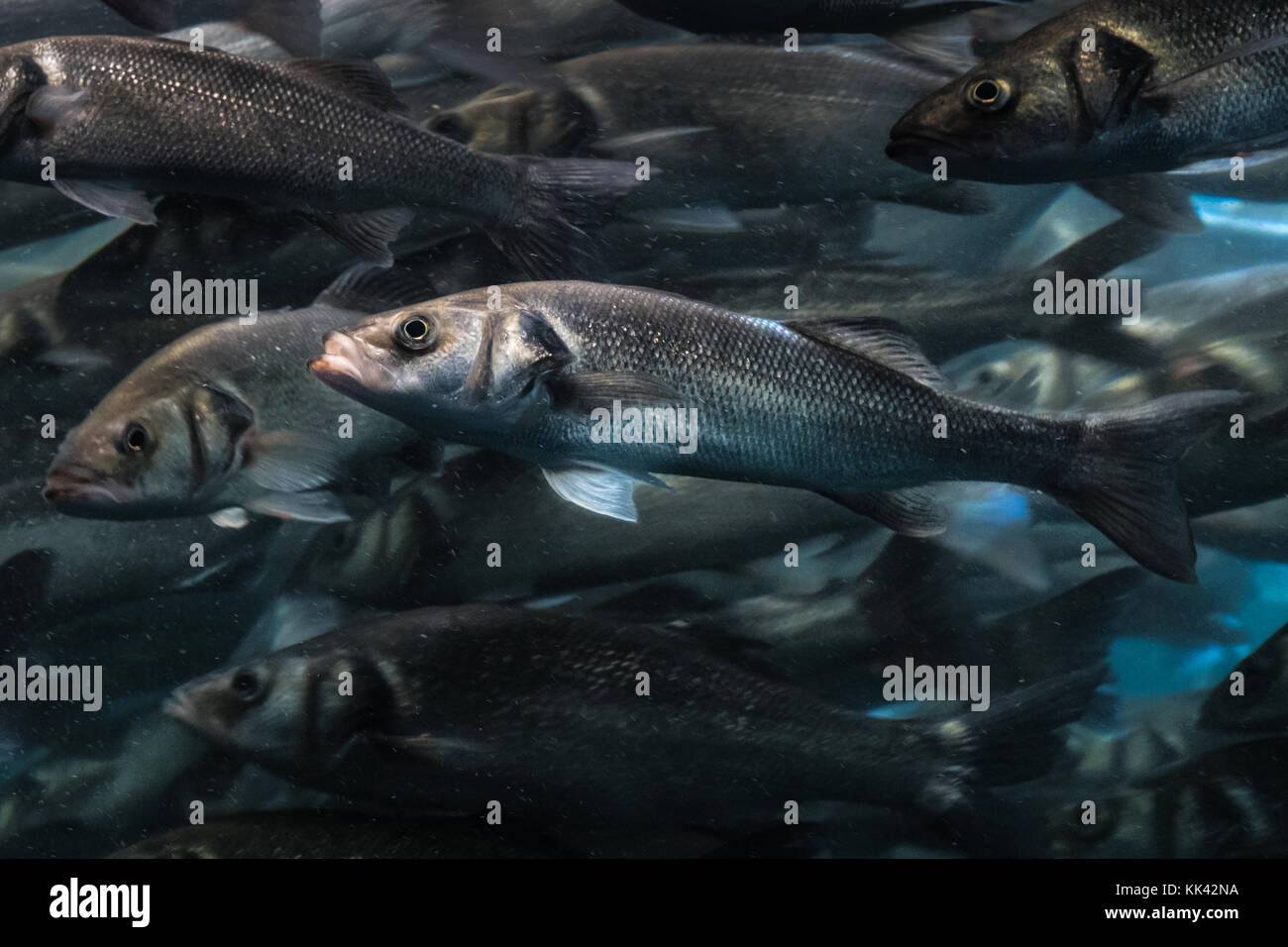 Ein Fisch in grosse Fische Schwarm Ständigen aus der Masse heraus - Stockfoto