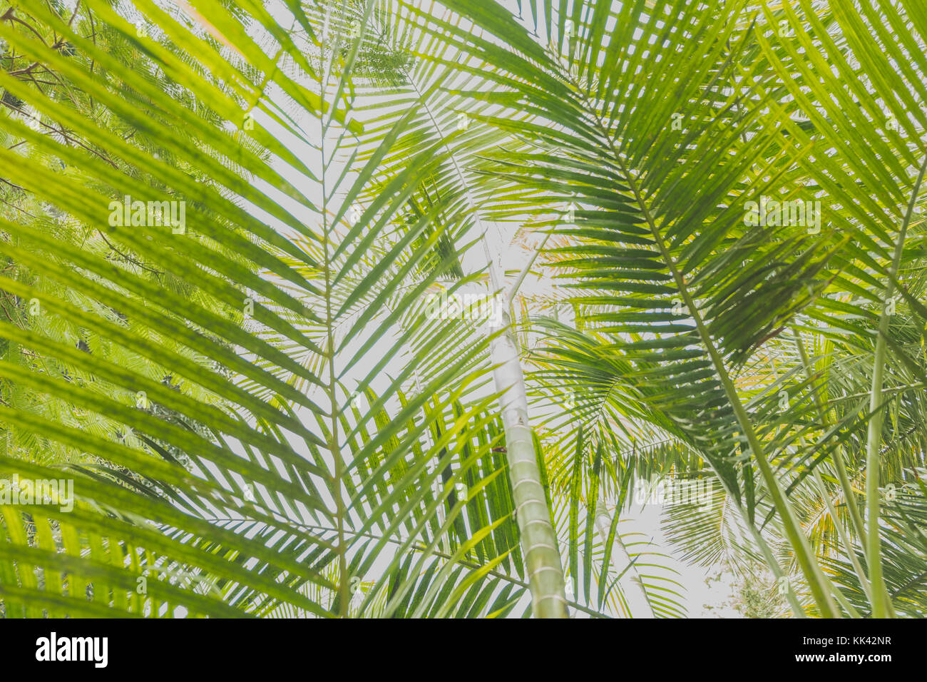 Palm Tree Hintergrund, tropische Muster auf weißem Stockfoto