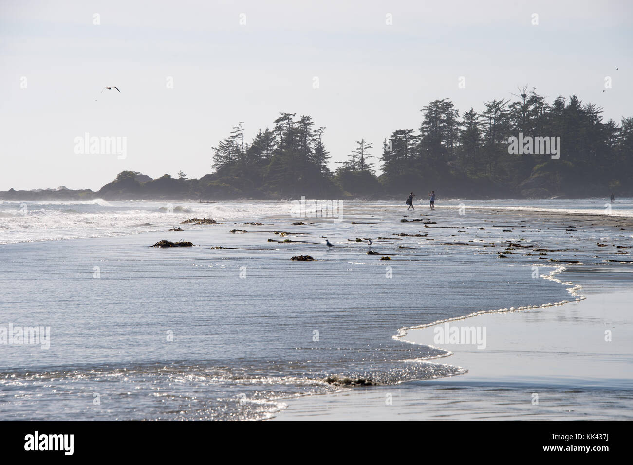 Tofino, BC, Kanada - 9. September 2017: Chesterman Beach bei Ebbe. Stockfoto