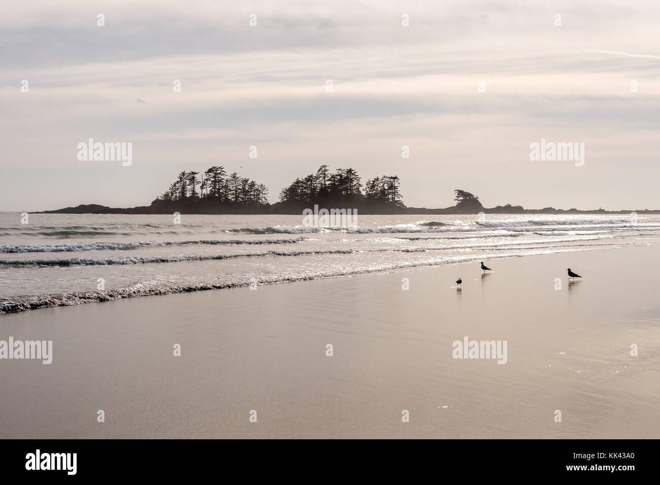 Chesterman Beach in der Nähe von Tofino, BC, Kanada (September 2017) Stockfoto