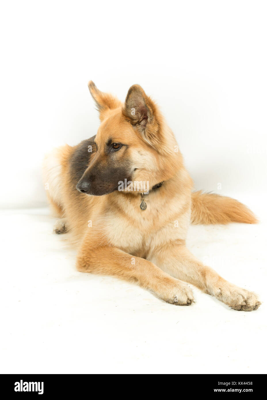 Golden Brown Deutsch Schäferhund Elsässischen Hund liegend auf weißem Hintergrund Stockfoto