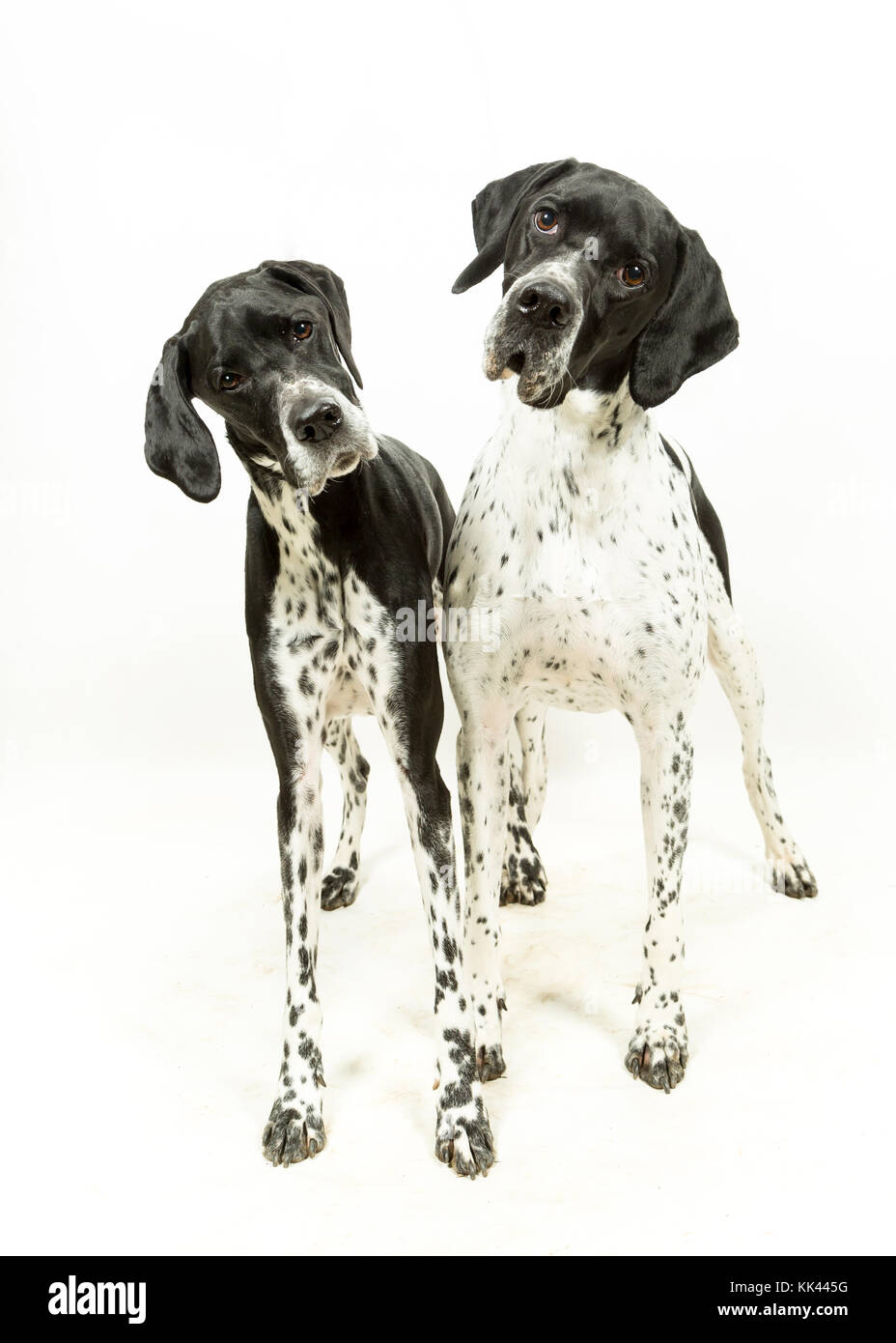 English Pointer Hunde auf weißem Hintergrund Stockfoto