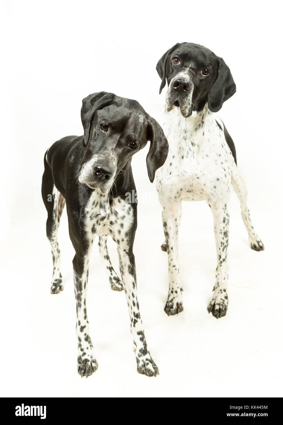 English Pointer Hunde auf weißem Hintergrund Stockfoto