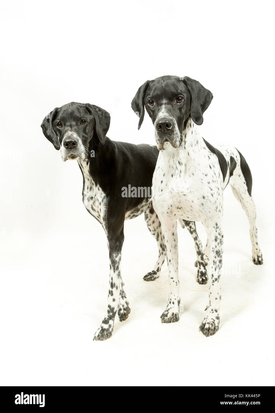English Pointer Hunde auf weißem Hintergrund Stockfoto