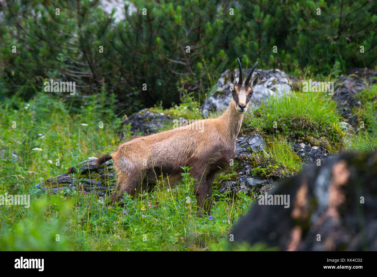 Eine Gämse in die Berge; in Salzburg, Österreich. Stockfoto