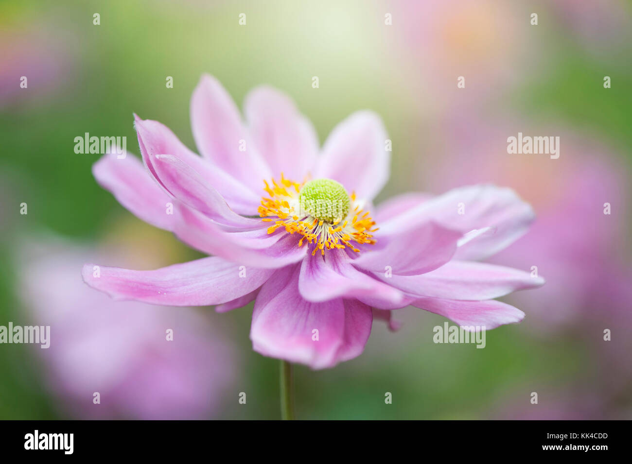 Nahaufnahme eines einzigen Rosa japanische Anemone Blume oder Cuneata Stockfoto
