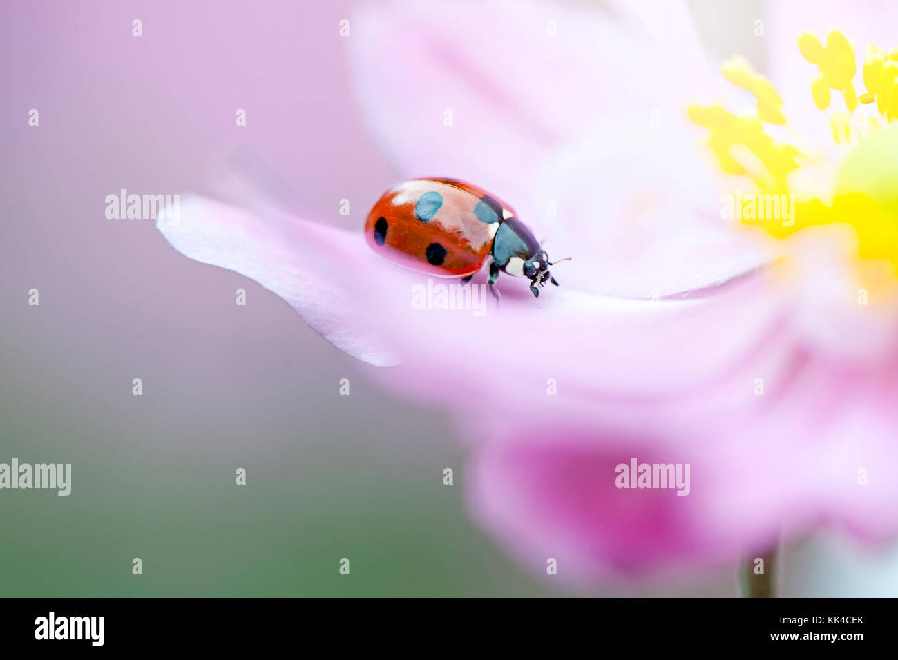 Ein 7-Punkt Marienkäfer ruht auf dem Blütenblatt einer japanischen Anemone rosa Blume Stockfoto