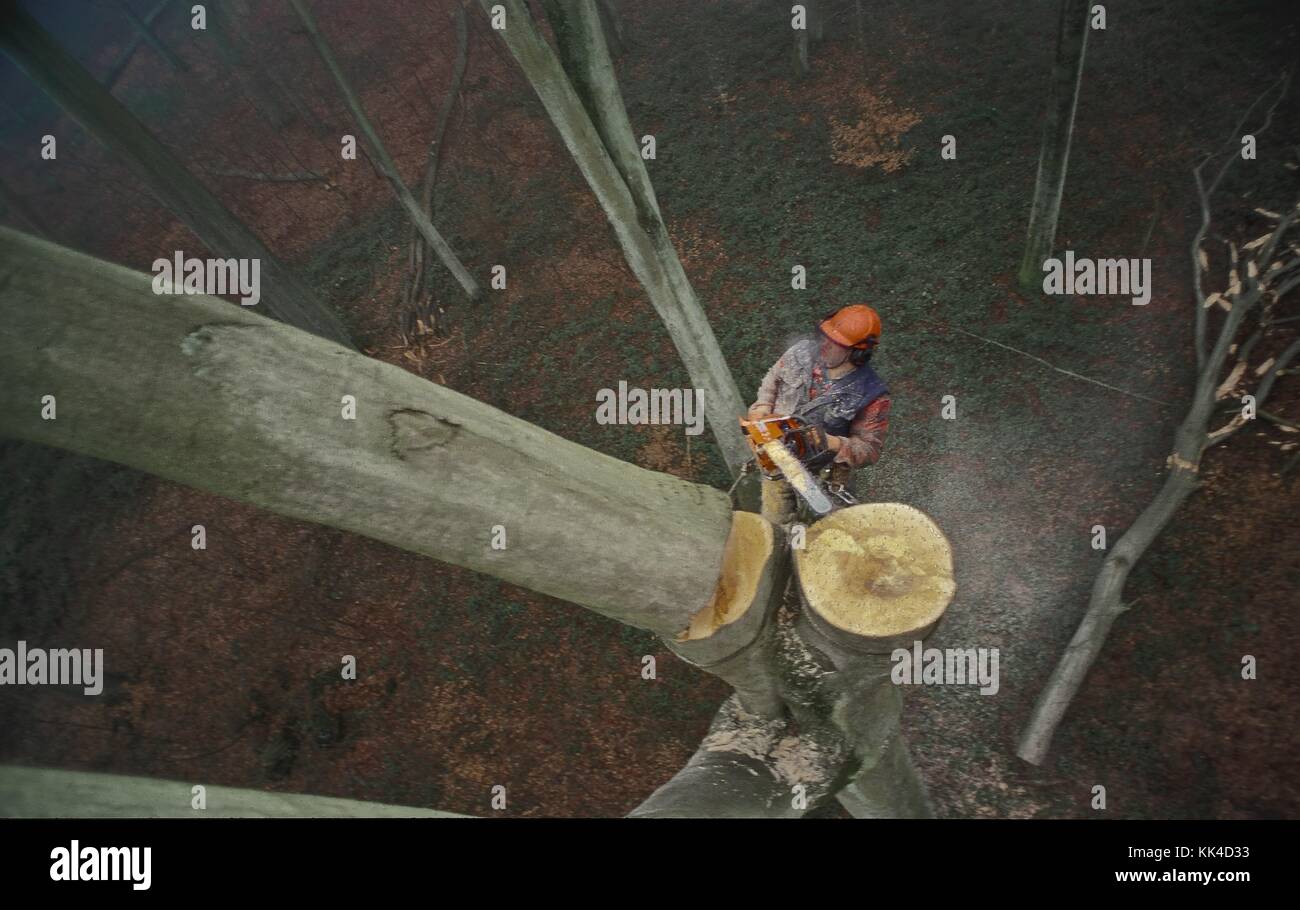 Der Baum und seine Nachbarn - 2001 - - Baumwipfelbaum im Wald von Retz, gefährlicher und edler Job, Der Kletterholzer trennt die Köpfe der Bäume, die zur Reife gekommen sind, um junge Pflanzen während des Sturzes zu schützen und um einen zerbrochenen Stamm zu verhindern - Sylvain Leser / Le Pictorium Stockfoto