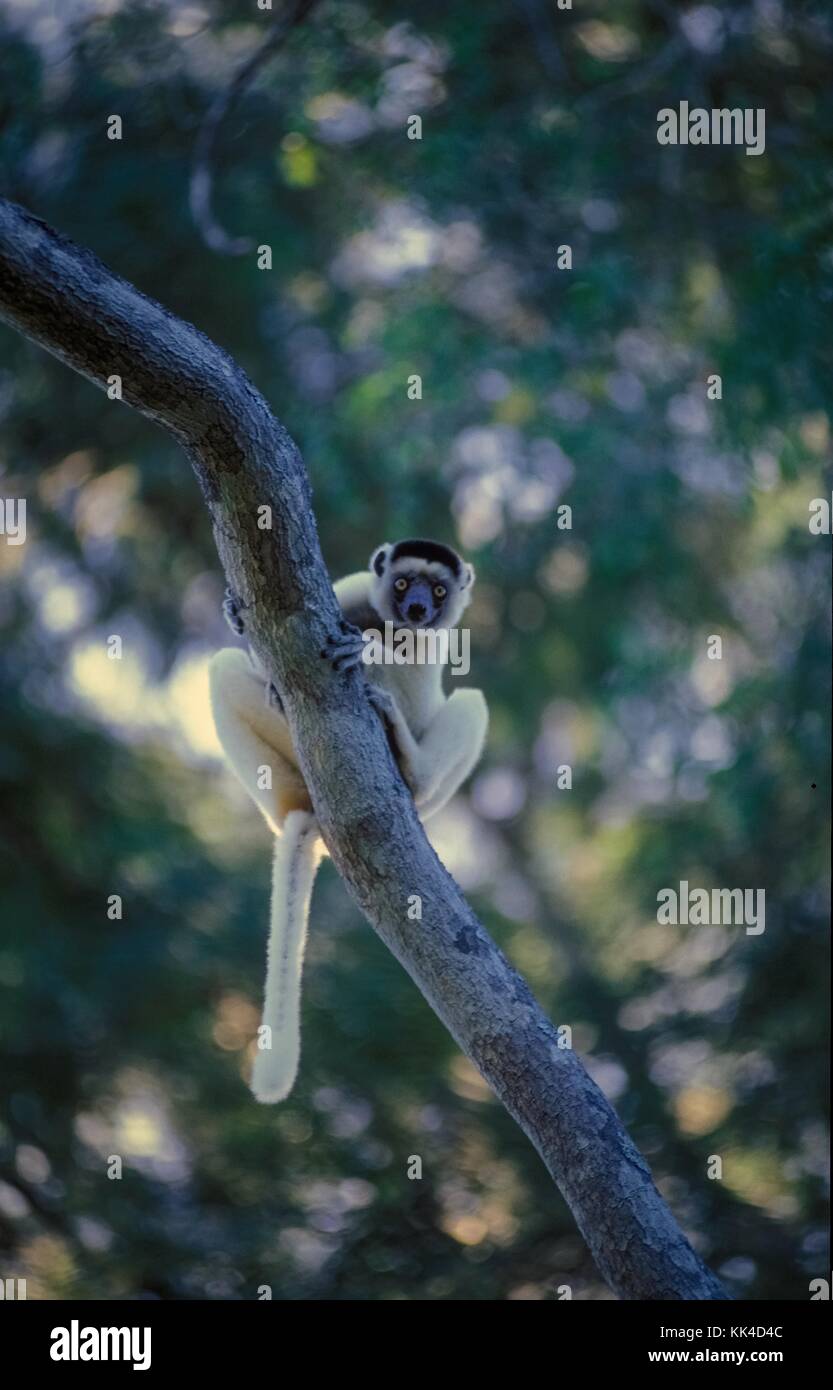Morondava - lemur Sifaka des Waldes von kirindi zu morondava Madagaskar - Sylvain Leser/le pictorium Stockfoto