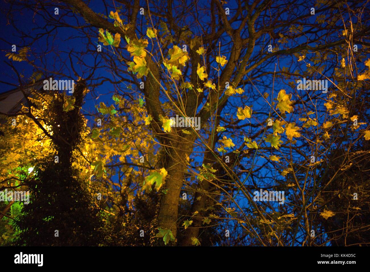 Der Baum und seine Nachbarn - 19/11/2011 - - Schatten und Licht für die Photosynthese mit grünem Licht. - Sylvain Leser / Le Pictorium Stockfoto