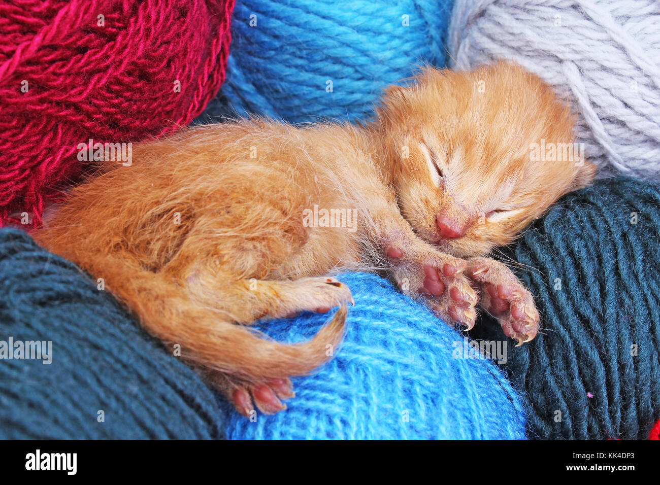Susseste Katze Foto Stockfotos Und Bilder Kaufen Alamy