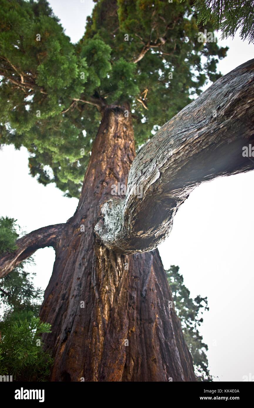 Sequoia im Regen im Frühjahr - 23/04/2011 - sequoia der Park des Schlosses von Versailles im Regen im Frühjahr. "Ich wusste, dass Louis' - Sylvain Leser/le pictorium Stockfoto