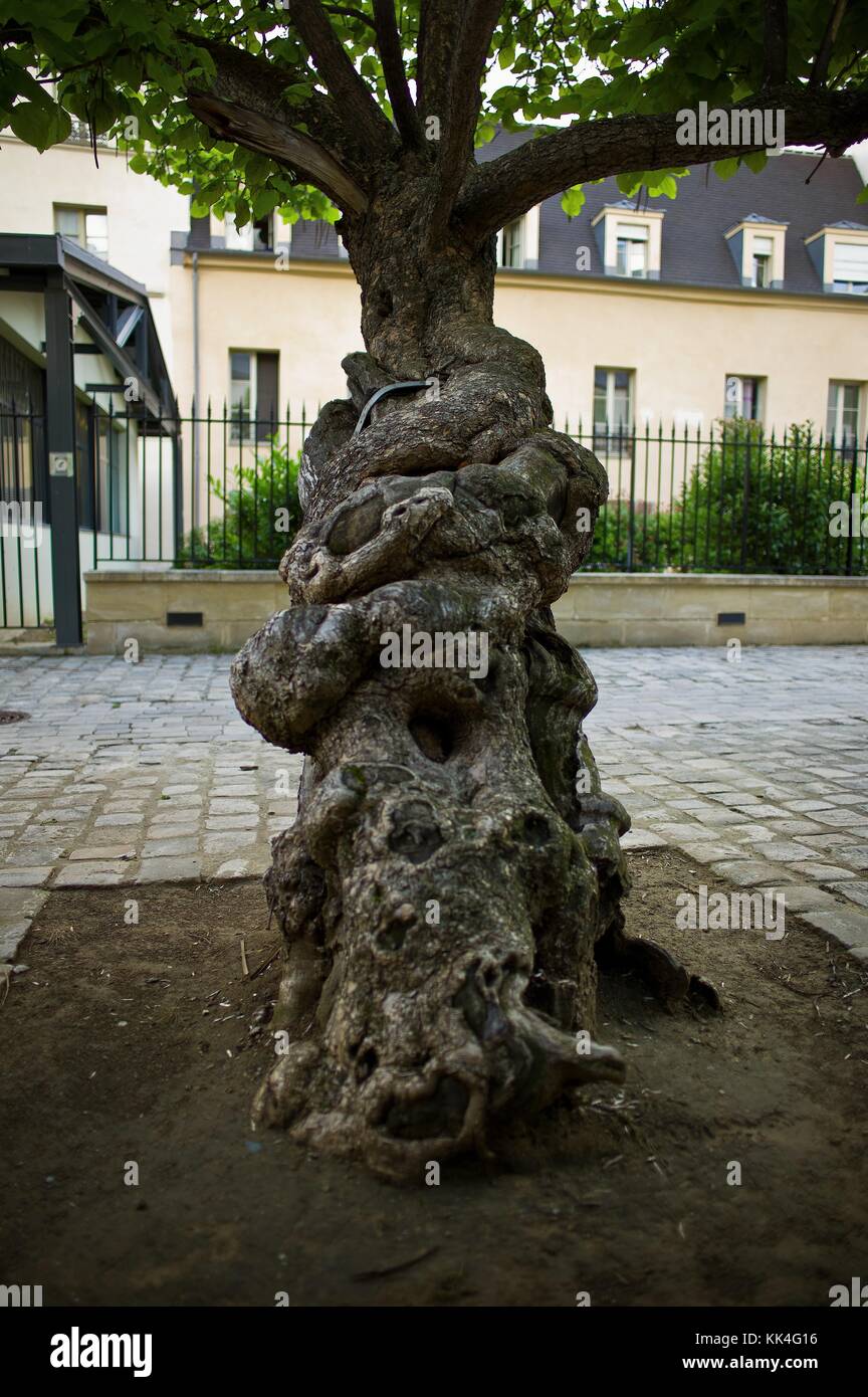 CATA POLKA, Baum und seine Nachbarn - 08/06/2012 - - CATA POLKA, Baum und seine Nachbarn - der alte Baum mit mystischen Formen des Hofes von Venedig ist eine Catalpa, was in Cherokee Sprache 'Bohne' bedeutet. Catalpa ist eine Gattung von Bäumen aus Nordamerika und Ostasien, die zur Familie Bignoniaceae gehören. - Sylvain Leser / Le Pictorium Stockfoto