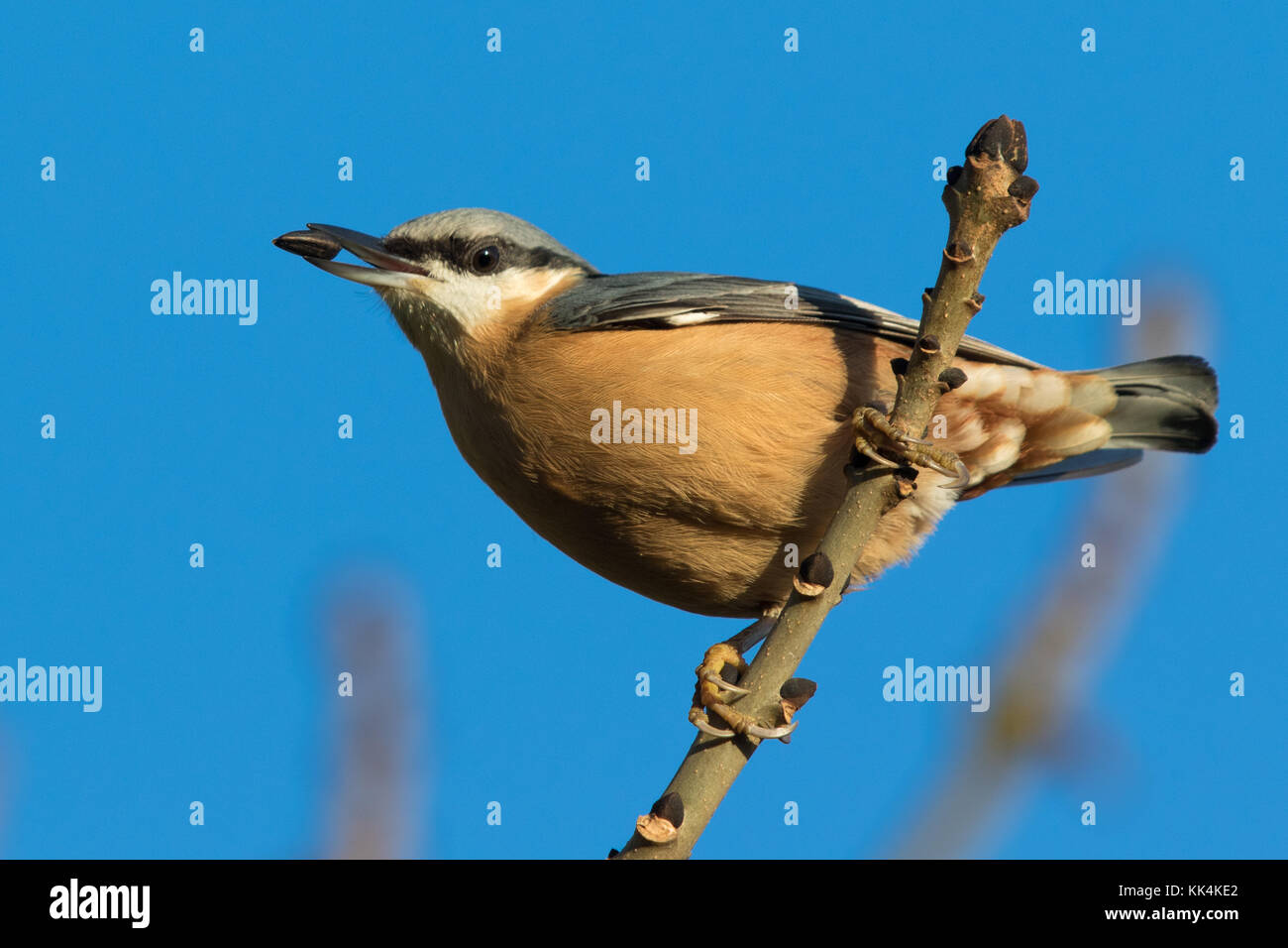 Eurasische Kleiber (Sitta Europaea) tragen ein Samenkorn im Schnabel Stockfoto