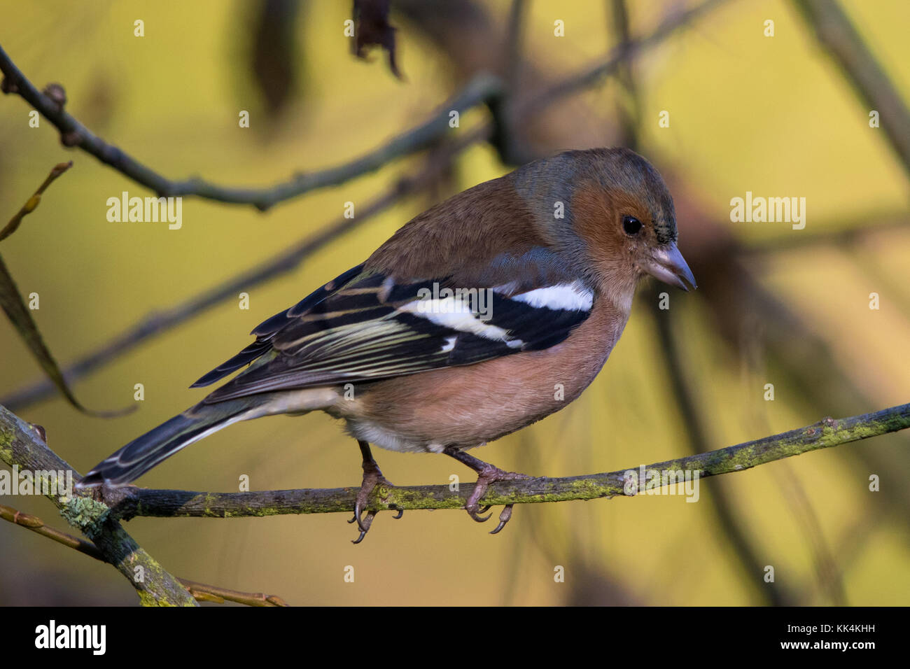 Männliche gemeinsame Buchfink (Fringilla coelebs) Stockfoto