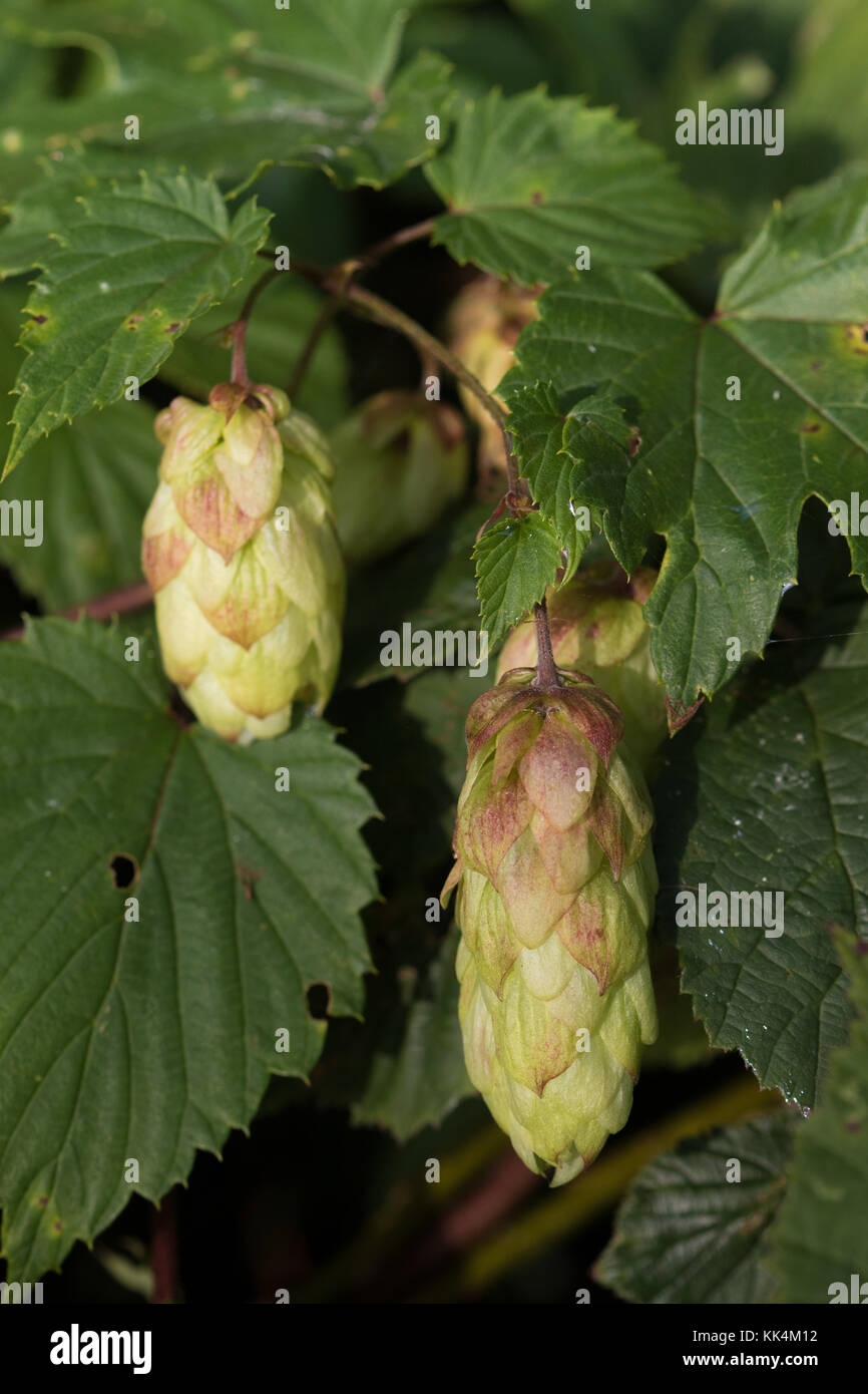 Hopfen (Humulus lupulus) Obst Stockfoto