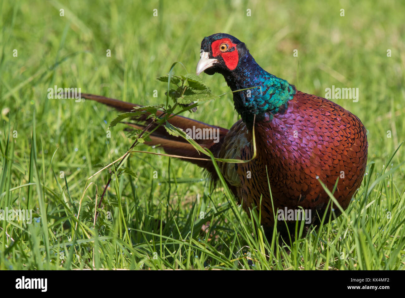 Männliche Ring-necked Fasan (Phasianus colchicus) Insekten essen aus Brennnessel Stockfoto