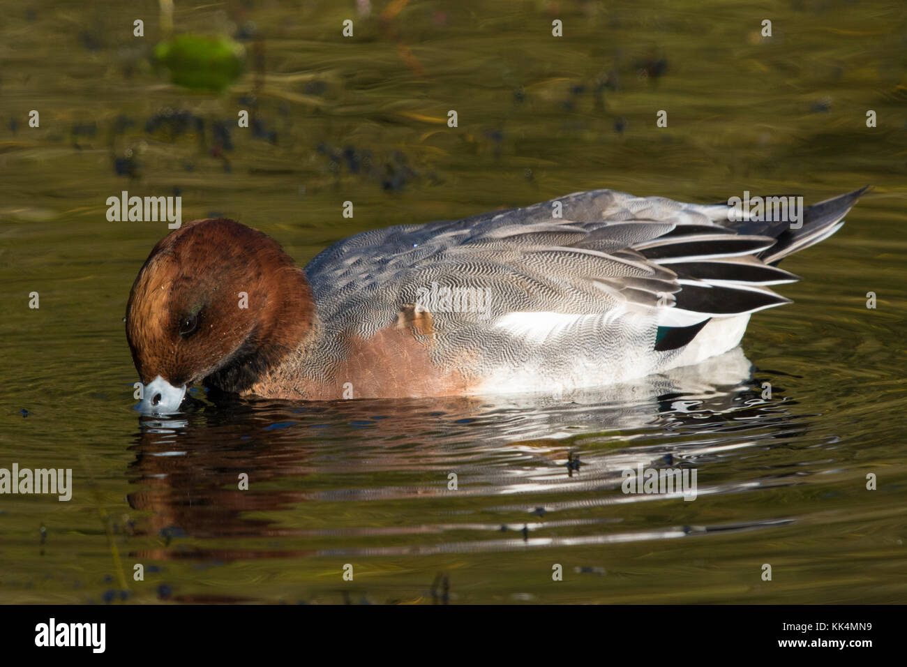 Mareca männliche Eurasischen Pfeifente (Anas penelope Penelope (ehemals)) Mauser aus Eclipse Gefieder in winter Gefieder Stockfoto