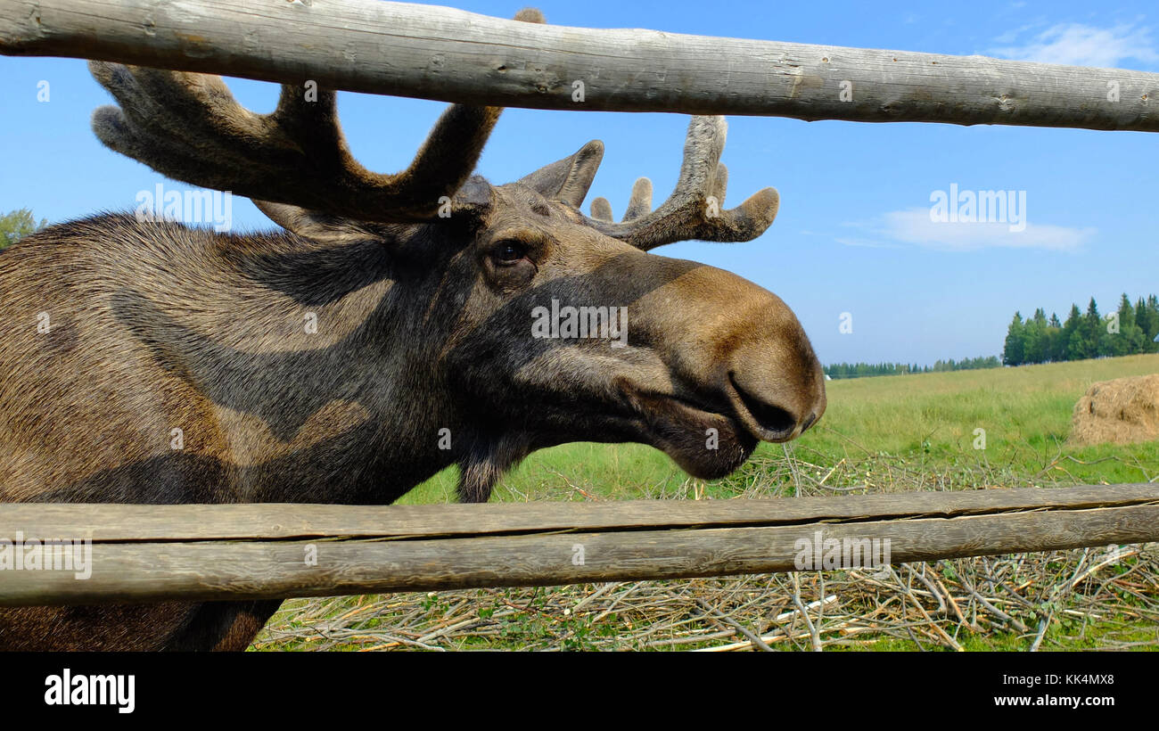 Schweden: Östersund. 2014/08/04. 'Moose Garten', Elch Farm. Nahaufnahme der Kopf des Tieres gesehen durch einen Holzzaun. Stockfoto