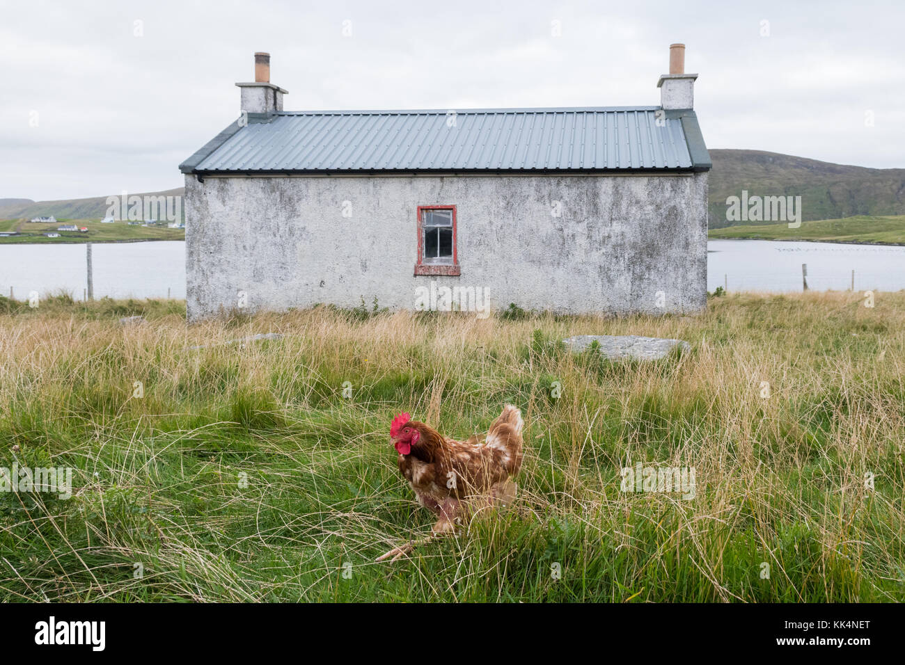 Braun Huhn vor Bauernhaus auf West Burra, Shetlandinseln, Schottland, Großbritannien Stockfoto