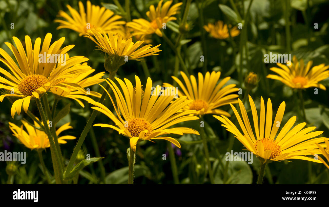Gelbe Marguerite daisy flowers Stockfoto
