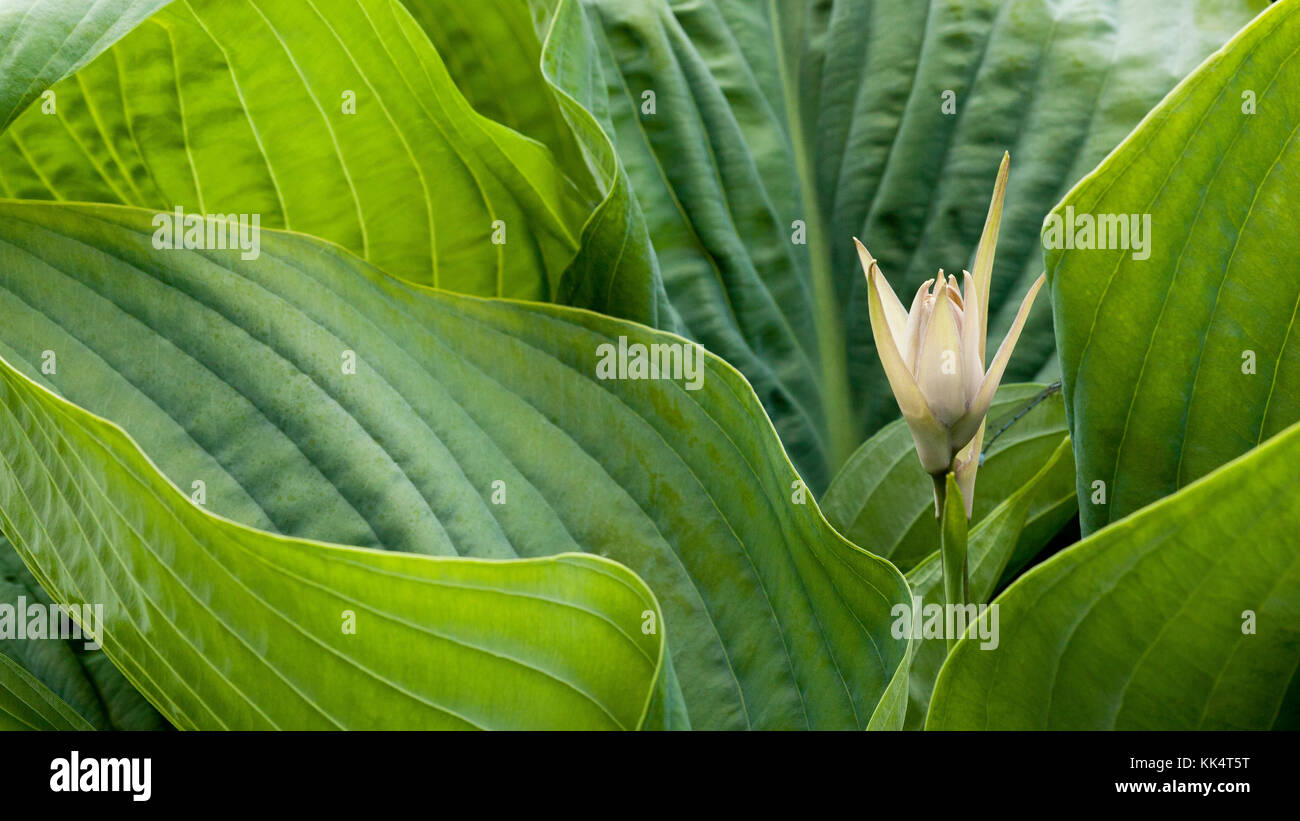 Hosta Blätter und Blüten Stockfoto