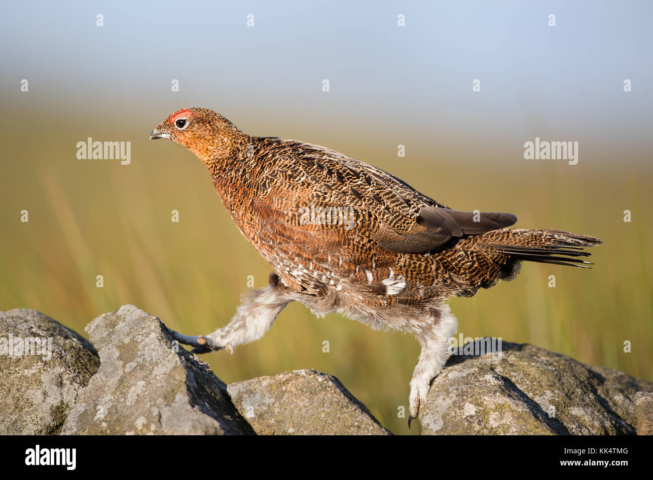 Moorschneehuhn (Lagopus lagopus Spiel Bird) in Yorkshire, England, Großbritannien Stockfoto