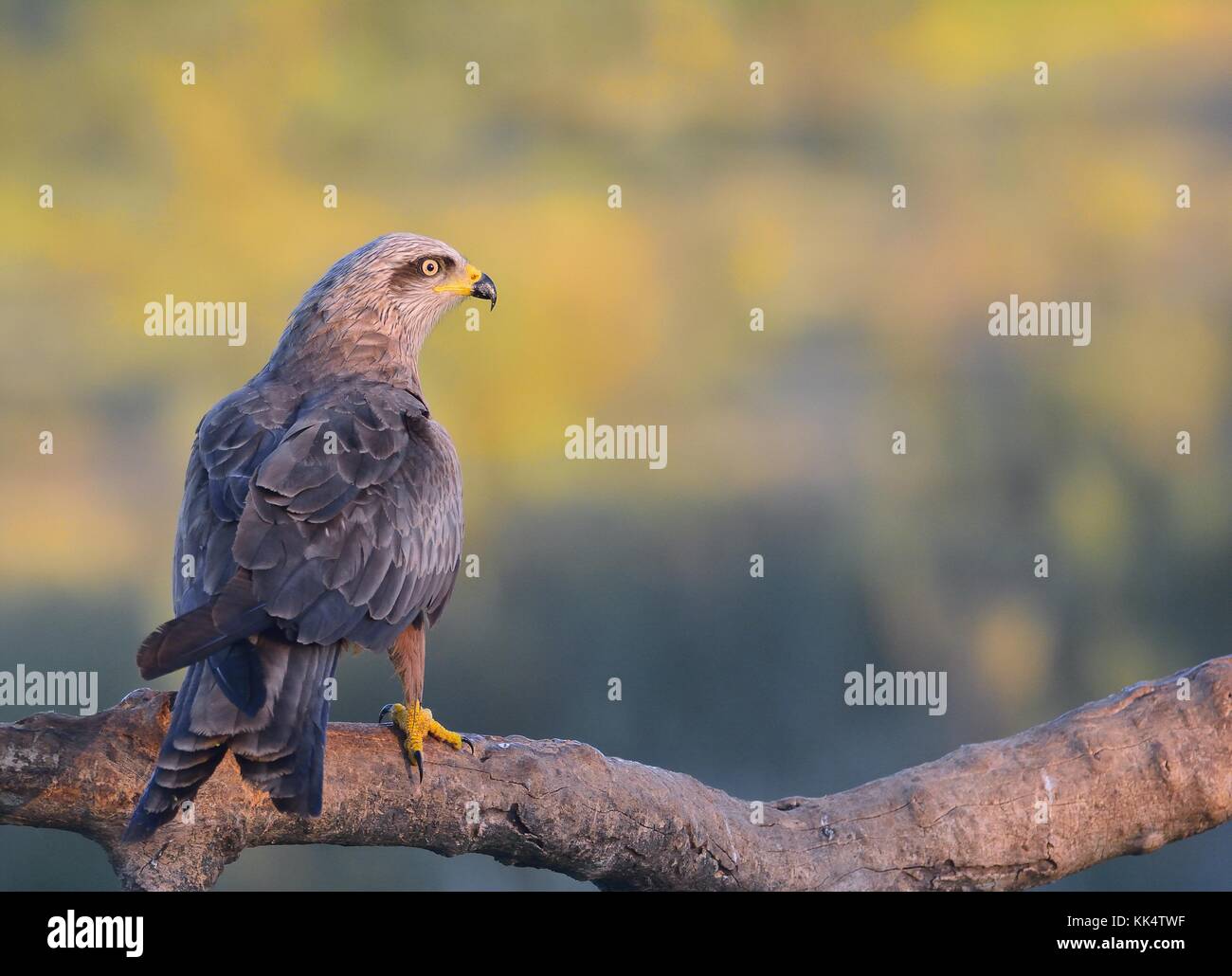 Schwarze Drachen in der Morgendämmerung thront auf einem Zweig. Stockfoto